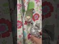 ドキドキの初対面🐦 shorts animals parakeet