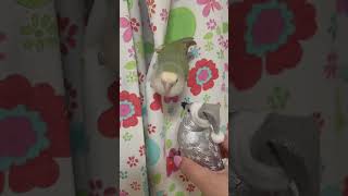 ドキドキの初対面🐦 #shorts #animals #parakeet