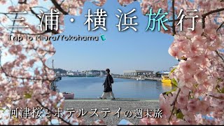 ＜横浜 三浦 旅行＞河津桜と横浜観光。2025.2月開業「ザ・ゲートホテル横浜」に宿泊。1泊2日のおすすめ週末旅。