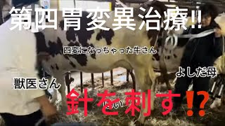 【牛の治療】第四胃変異の治療！針を刺してガスを抜く‼︎