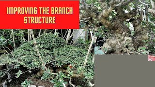 HOW TO IMPROVE THE BRANCH STRUCTURE OF A BONSAI / VITEX PARVIFLORA / TUGAS BATO