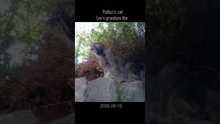 マヌルネコのナル君、初めて自主的に帰宅できました！ #shorts #manul #pallascat #マヌルネコ