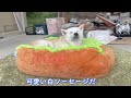 ゴミ屋敷のような倉庫を一斉清掃、懐かしい物をたくさん見つけ嬉しそうな柴犬あいたん。