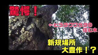 #1-2[後編]続出！？クワガタがとれる木を探そう！冬の新規開拓！