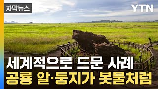 [자막뉴스] 지질학 교과서 그 자체...한국의 '세렝게티' 주목 / YTN