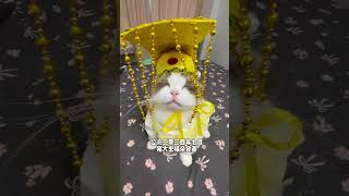 这两小子太会整活啦！ #这是我的小猪猫 #萌度超级高 #呆萌猫猫