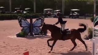 HORSE SOLD - Child/Adult Schoolmaster (Quebec 🇨🇦)