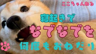 【豆柴ここちゃん】なでなでを何度もおねだりする甘えたここちゃん