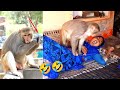 आज तो राजा बाबू और विधायक जी ने मौज कर दी😲😲 | Monkey Funny Viral Video | Feeding Monkeys