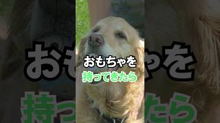 犬がおもちゃを持ってくる理由とは？