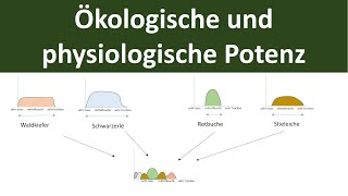 Ökologische und physiologische Potenz [stenök, euryök] - [Ökologie, Teil 5]