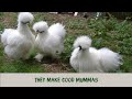 5 reasons to love silkie chickens