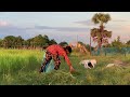 កាត់ស្មៅអោយគោ cut the grass