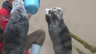 鳥羽水族館 ラッコ キラちゃんおもちゃを減らす ｢バレてないバレてない｣