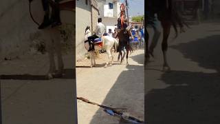 kudva vala ghoda || ashw prami || horse lover || horse power || horse riding #shorts #video #horse