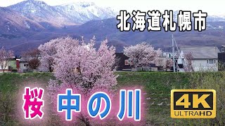 中の川の桜🌸 2023　Nakano river　🌸cherry blossoms　北海道札幌市