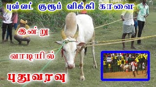 புதுவரவு புல்லட் குரூப் விக்கி காளை இன்று வாடியில்💥💥💥|| jallikattu || arasadipatti jallikattu