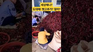 엄마! 햇고추가 얼마? 언제 다팔아? #폭락  #고추 #햇고추 #고추가루 #시장 #김치 #배추 #김장