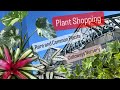 Plant Shopping Rare and Common Plants Calloway's Nursery Tour