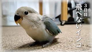 飛べないインコの遊び方│コザクラインコ雛