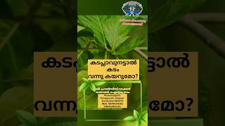 Kadaplavu nattal kadam vannu kayarumo | കടപ്ലാവുനട്ടാൽ കടം വന്നുകയറുമോ #bestquality #plants #visit