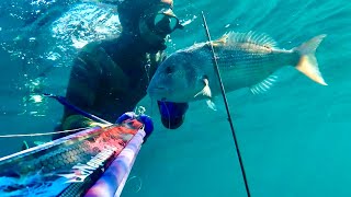 Spearfishing Dentex summer/autumn 2024 Part-1 @MANOS75O #spearfishing #dentex