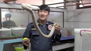 Thai firefighters receive more calls to catch snakes