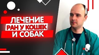 Рана у кошки или собаки. Чем обработать, как лечить самостоятельно