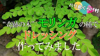 バリ島にはたくさんある、“奇跡の木”モリンガの種でドレッシングを作ってみました