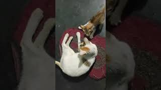 ମିକି ତା ମାମା ସହ ମଜା କରୁଛି.........❤️❤️#funny #love #mother #catlover