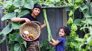 Harvesting Loki Vegetables In Uk (Calabash)