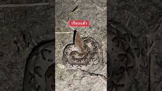 Viper snake งูกะปะ ฉายากับระเบิด #viper #snackcares4u #snake