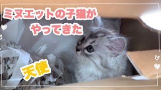 ミヌエットの仔猫がやってきた！！