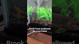 Brook trout ate smaller brook trout #troutfishing #brooktrout #trout #fishing