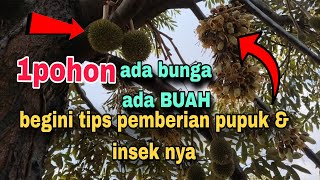 Biar aman💯durian berbuah & berbunga mekar. begini tips pemupukan nya ⏭️