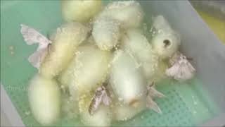 Silk Yarn process, Sericulture ರೇಷ್ಮೆ ತಯಾರಿಸುವ ವಿಧಾನ. How to yarn Silk thread complete mechanism.