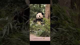 Giant panda taishan eating#taishan #panda eating #大熊猫 #大熊猫吃播#大熊猫泰山#大熊猫泰山吃播#panda #animals #cute