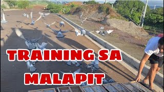 TRAINING SA MALAPIT |Reggie Cruz Loft & Aviary #reggiecruzloftandaviary #racingpigeon