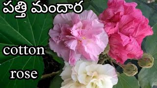 Patti Mandaram | Cotton rose | Hibiscus Mutabilis | nursery tour