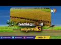 పంటకోత ప్రయోగంలో అద్భుత దిగుబడి mp bellana chandra sekhar organic farming matti manishi 10tv