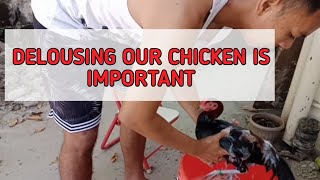 DELOUSING FOR OUR CHICKEN IS IMPORTANT