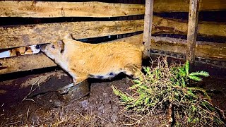 Беларусь СЕМЬЯ КУПИЛА ЗАБРОШЕННУЮ УСАДЬБУ В ЛЕСУ И ВОССТАНАВЛИВАЕТ. С ХУТОРА АНТОХИ ПРИВЕЗЛИ ХРЯКА