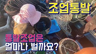 [조업통발]고등어미끼 통발조업 이정도면 얼마야...?