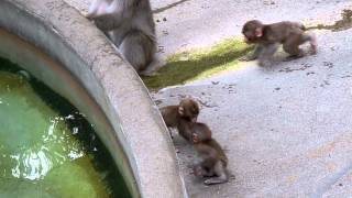 サル山：赤ちゃんオールスターズ「みんなで遊べば楽しさ5倍！（４）」（ニホンザル）＠上野動物園 - DSCN6204