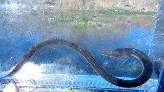 【ガサガサ】オヤニラミ、アカザ、ウナギ、カジカほか　多様な日淡水に出会えた