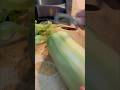 Cooking this huge long vegetable    #food  #cooking   #foodshorts  #foodie