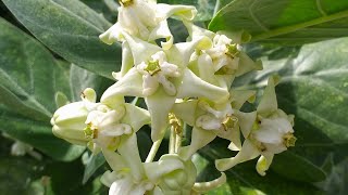 Calotropis gigantea alba (White Giant Milkweed)