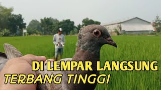 Morning Excitement, Flying Merpati FF, But Pigeon Blondinet is my friend Los Response