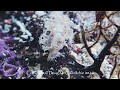 wells tritonia wanders along sea fan 4k