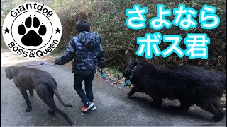 超大型犬 ニューファンドランド グレートデン giantdog BOSS＆Queen newfoundland dog Great Dane dog 渡辺 ボス 長毛 短毛 多頭飼い